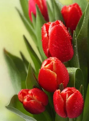 Dewed Red Tulips - Floral Diamond Painting, Full Round/Full Square 5D Diamond Embroidery