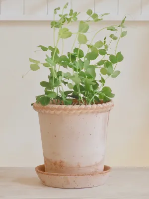Emilia Pot