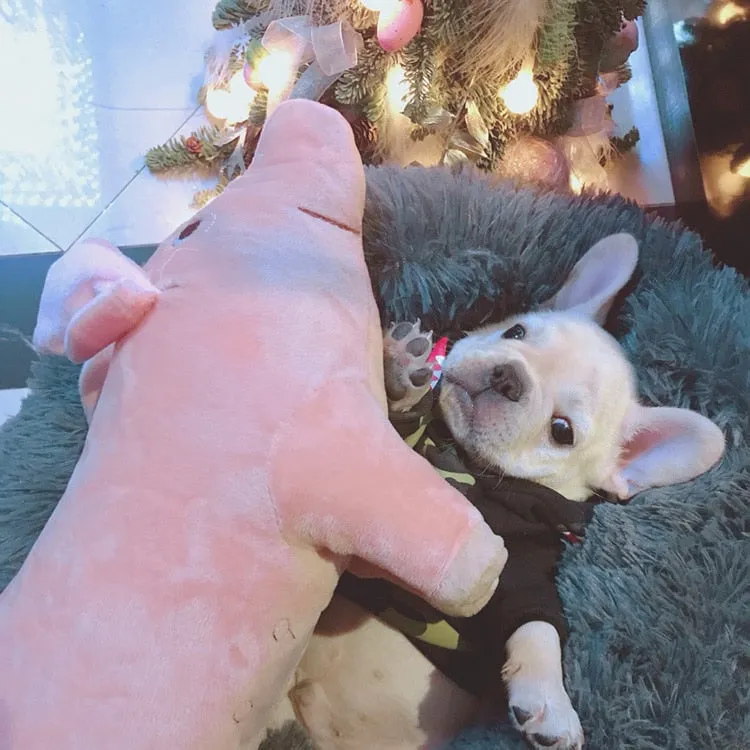 Plush Squeaky Pig Toy